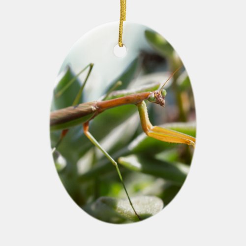 Praying Mantis Insect Ceramic Ornament