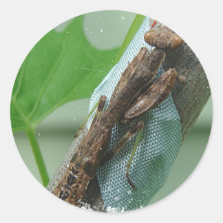 Praying Mantis Insect Classic Round Sticker