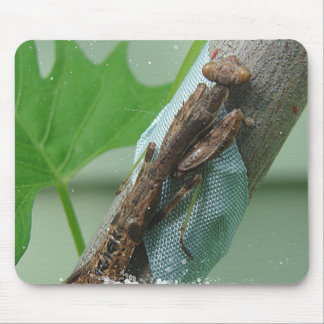 Praying Mantis Insect Mouse Pad