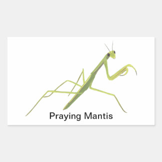 Praying Mantis Insect Painting Stickers