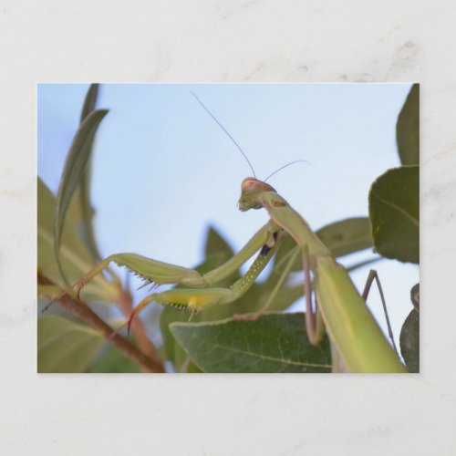 Praying Mantis Insect Postcard