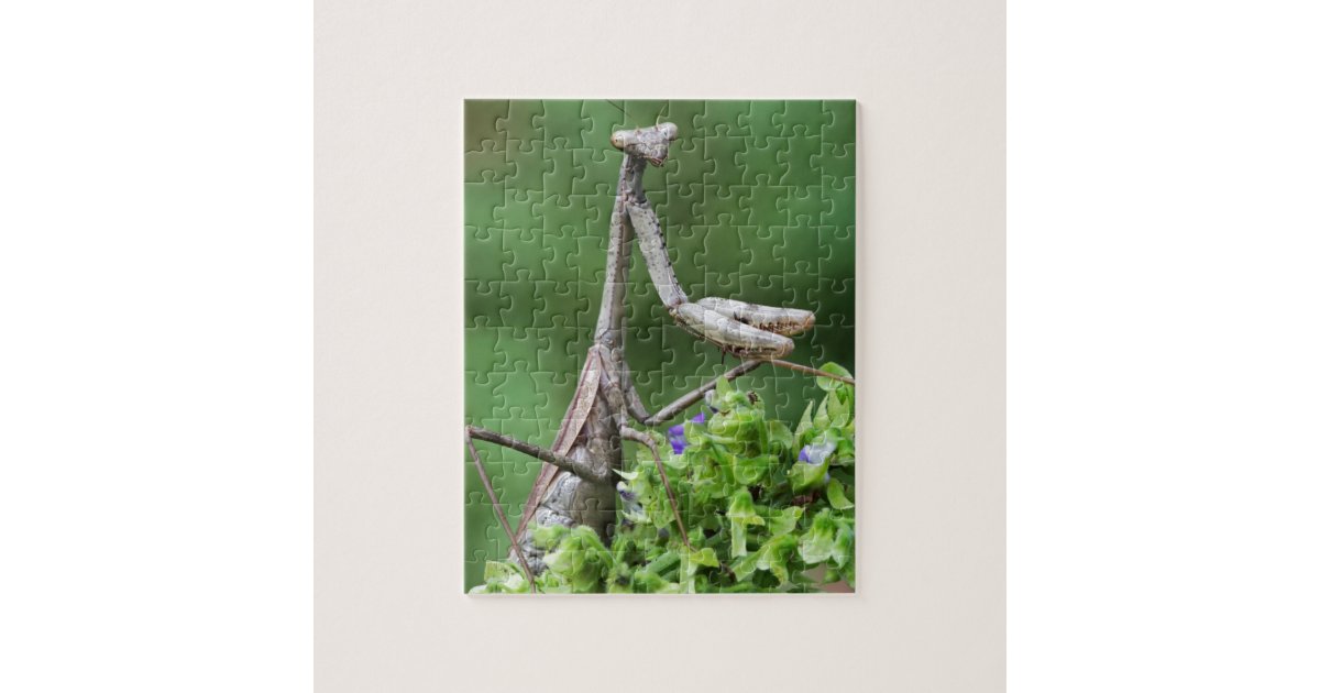 praying mantis jigsaw puzzle | Zazzle