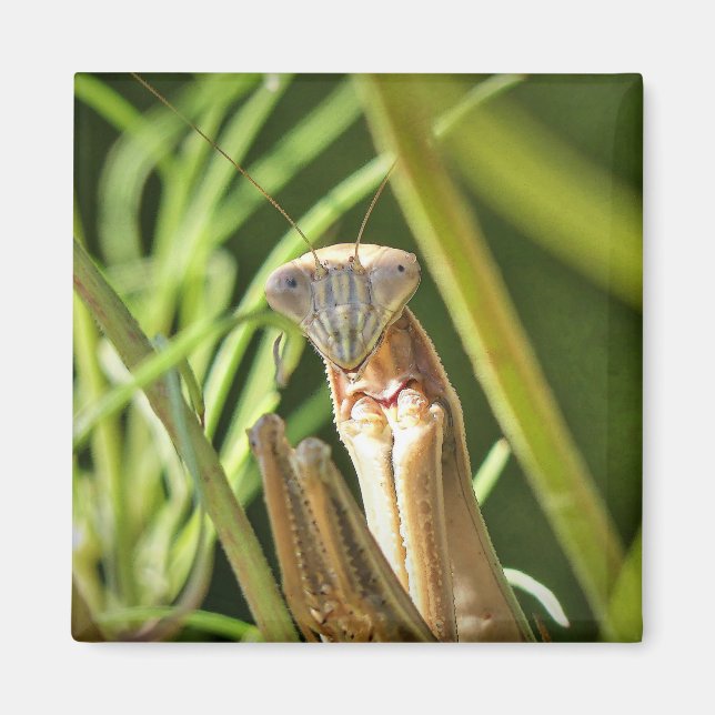 Praying Mantis Magnet (Front)