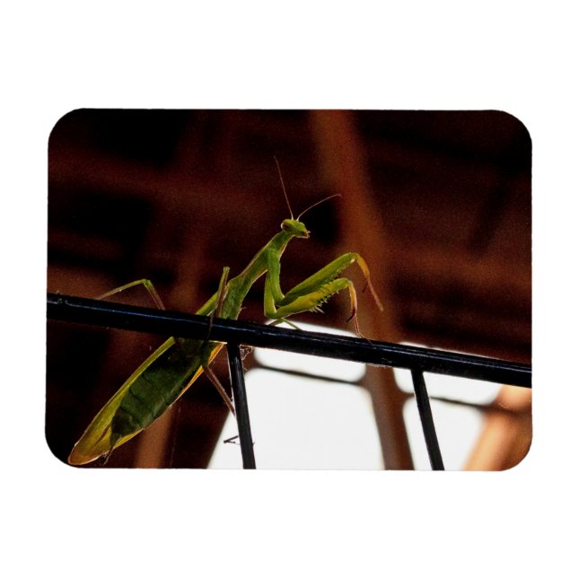 Praying Mantis Magnet (Horizontal)
