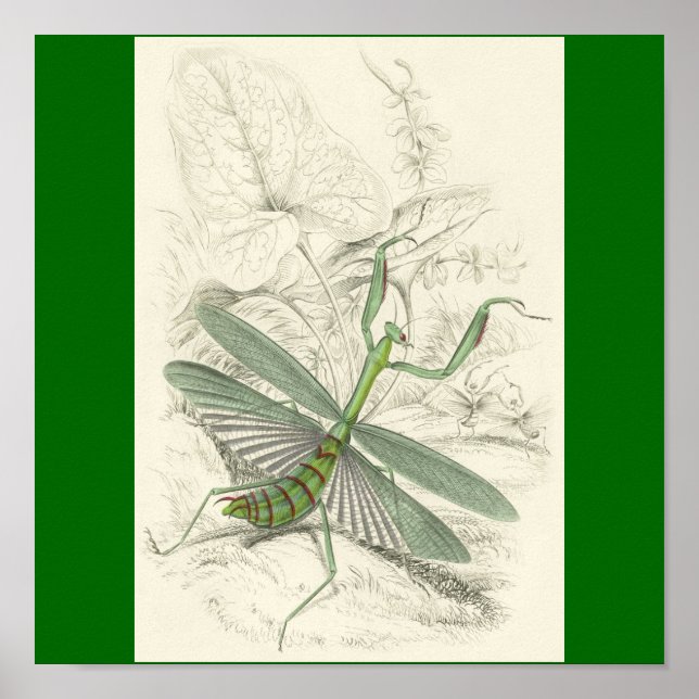 Praying Mantis, Mantis Religiosa Poster (Front)