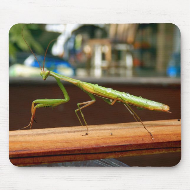 Praying Mantis Mouse Mat (Front)