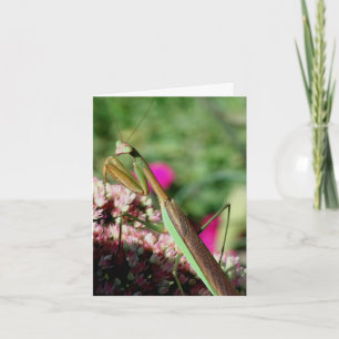 Praying Mantis Nature Photography Note Card