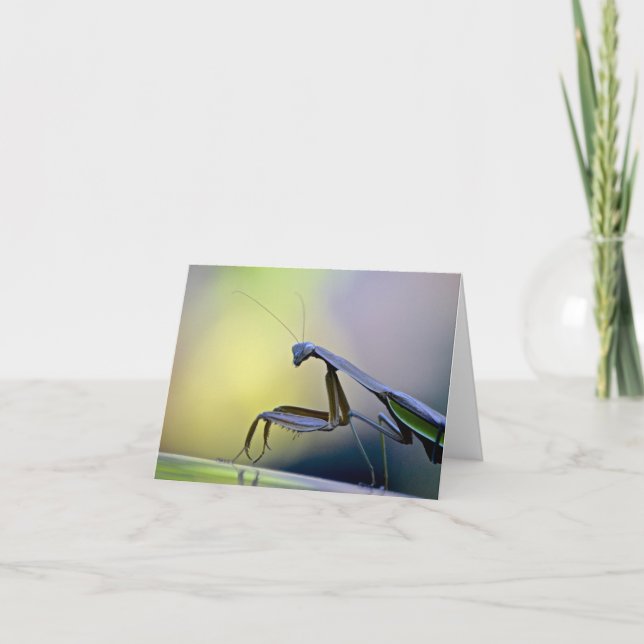 Praying Mantis Notecard (Front)