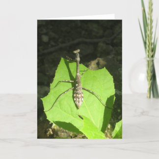 Praying Mantis Notecard