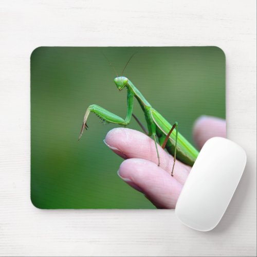 Praying Mantis On A Hand Mouse Pad