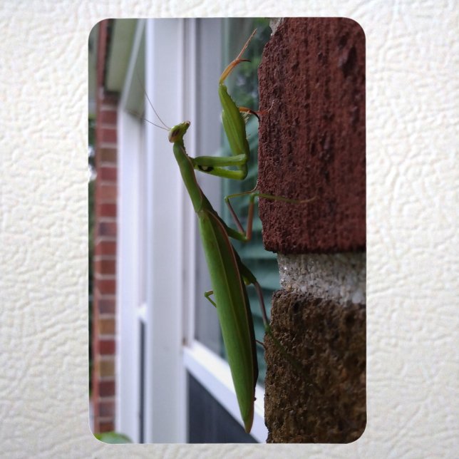 Praying Mantis on Brick Wall Magnet (Praying Mantis on Brick Wall Magnet on Fridge)