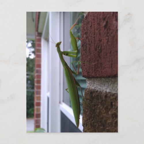 Praying Mantis on Brick Wall Postcard