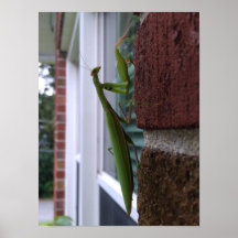 Praying Mantis on Brick Wall