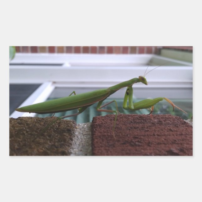 Praying Mantis on Brick Wall Rectangular Sticker (Front)