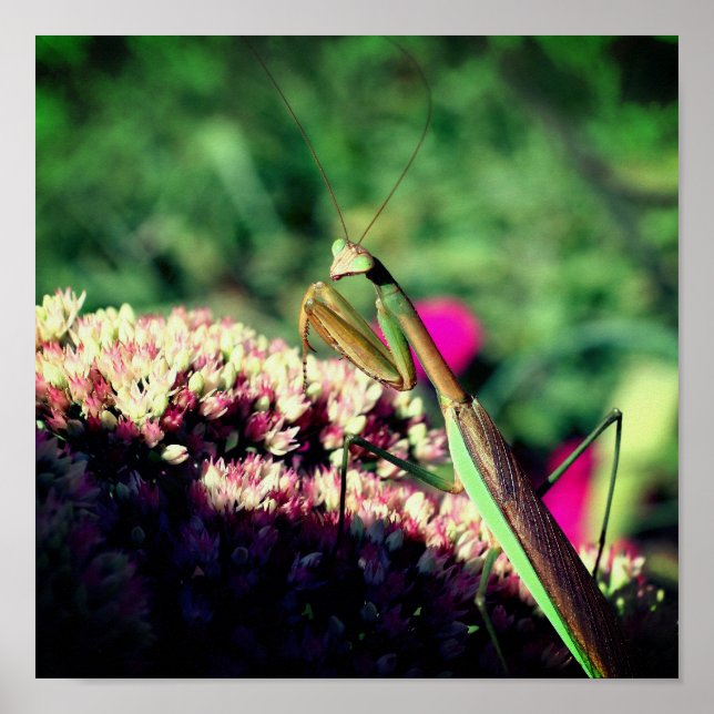 Praying Mantis On Sedum Flower Close Up Poster (Front)