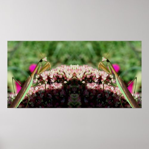 Praying Mantis On Sedum Flower Mirror Abstract Poster
