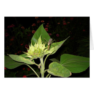 Praying Mantis On Sunflower Cards