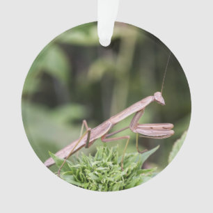 Praying Mantis Ornament