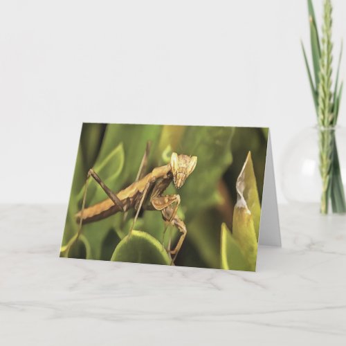Praying Mantis Portrait Insect Art  Card