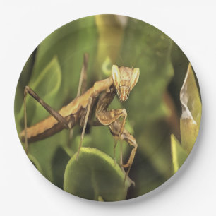 Praying Mantis Portrait Insect Art Paper Plates