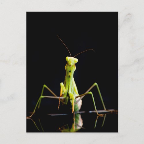 Praying mantis postcard