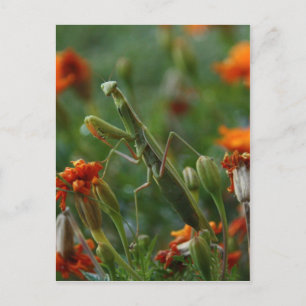 Praying Mantis Postcard