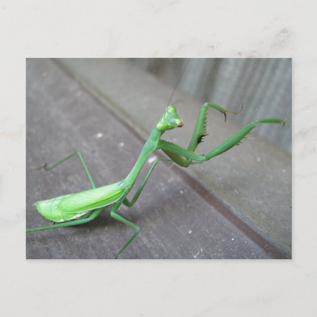 Praying Mantis Postcard (Front)