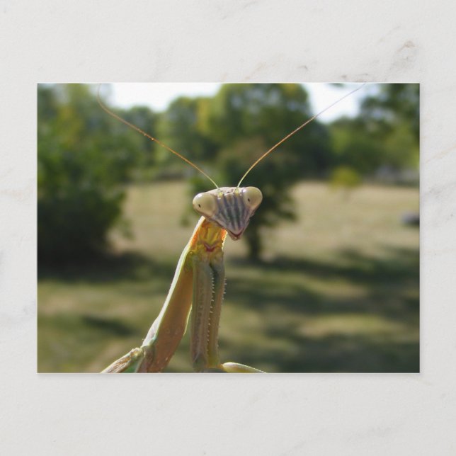 Praying Mantis Postcard (Front)