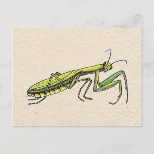 Praying Mantis Postcard