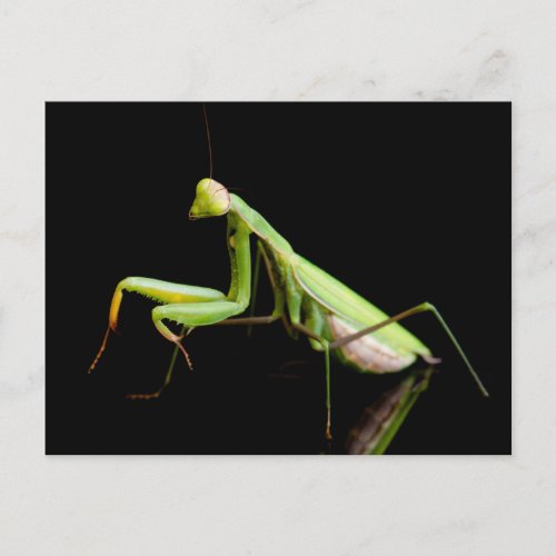 Praying mantis postcard