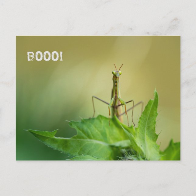 Praying mantis postcard (Front)
