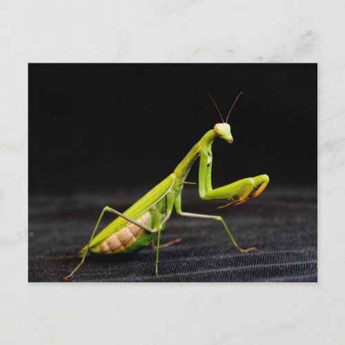 Praying mantis postcard