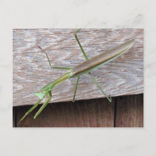 Praying Mantis Postcard