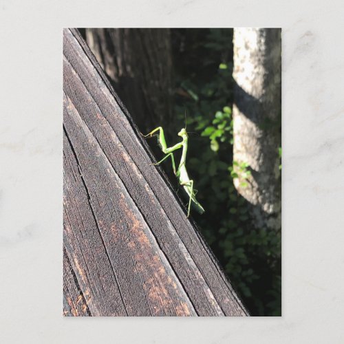Praying Mantis   Postcard