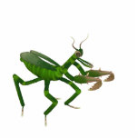 Praying Mantis Sculpture<br><div class="desc">A praying mantis</div>