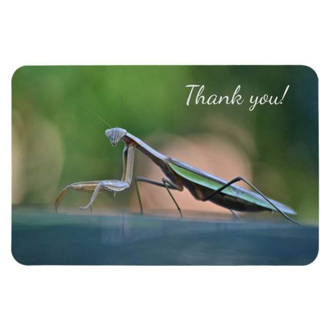 Praying Mantis Thank you Magnet (Horizontal)