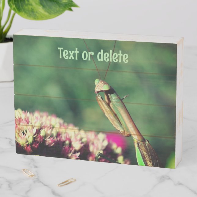 Praying Mantis Up Close Personalized Wooden Box Sign (In Situ Horizontal)