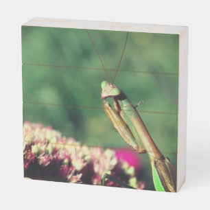 Praying Mantis Up Close   Wooden Box Sign