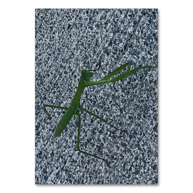 Praying mantis walking on sidewalk, flashcards table number (Front)