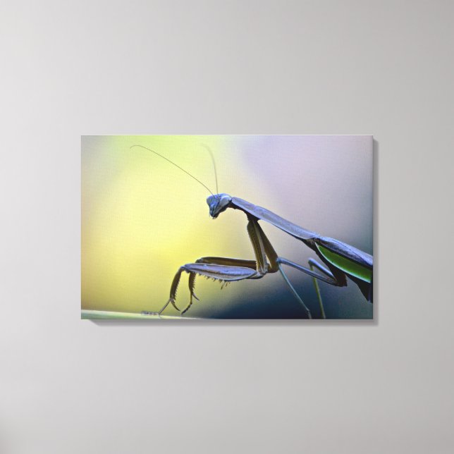 Praying Mantis Wrapped Canvas Print (Front)
