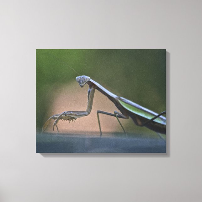 Praying Mantis Wrapped Canvas Print (Front)