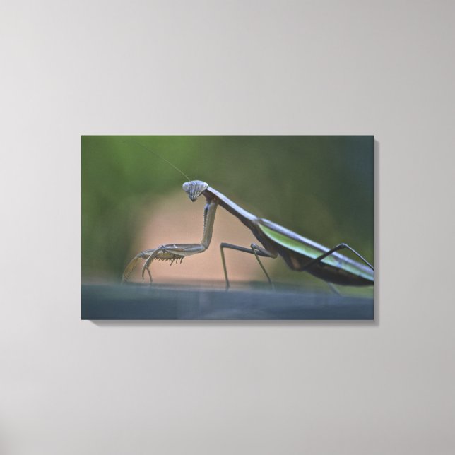 Praying Mantis Wrapped Canvas Print (Front)