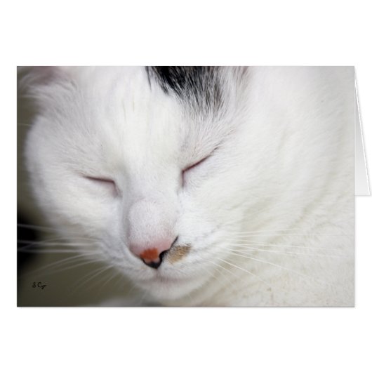 Precious 2 Blank (Front Horizontal)