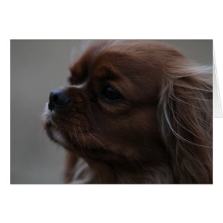 Precious a Ruby Cavalier King Charles Spaniel Cards