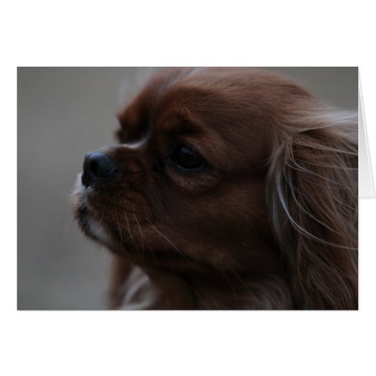 Precious a Ruby Cavalier King Charles Spaniel Cards (Front Horizontal)