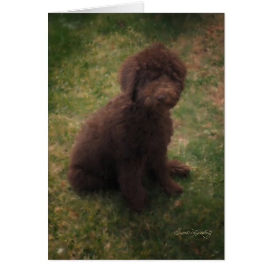 PRECIOUS AUSTRALIAN LABRADOODLE CARDS (Front)