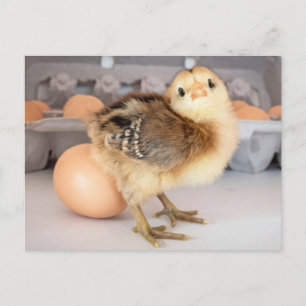 Precious Baby Chick and Eggs Postcard