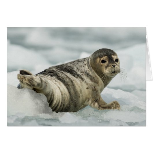 Precious Baby Seal (Front Horizontal)
