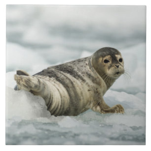 Precious Baby Seal Ceramic Tile