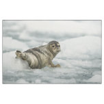 Precious Baby Seal Fabric
